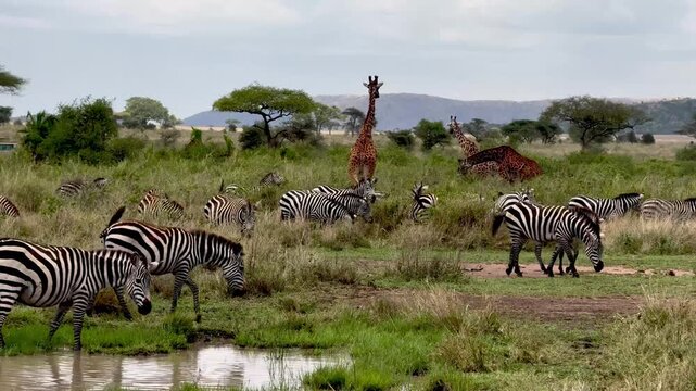 Herd of zebras and giraffe near a water hole scene on safari in Africa 