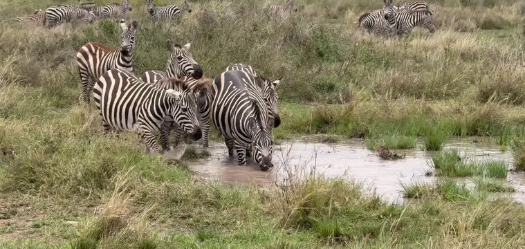 Herd of plains zebra drinking water from a small pond in Africa