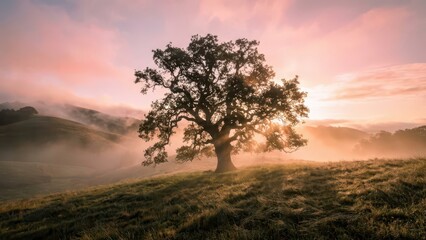Obraz premium Lone Gnarled Ancient Oak Tree Bathed in Warm Sunset Light on Misty Hillside