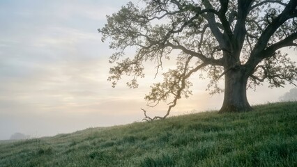 Fototapeta premium Majestic ancient oak tree silhouette against soft sunrise sky on a grassy hill