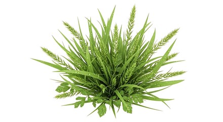 Green Grass Bush Isolated on White Background, Nature, Plant, Summer