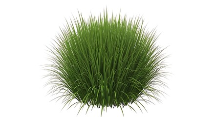 Green Ornamental Grass on White Background, Isolated Bush Plant