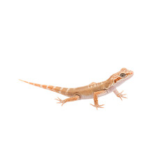 Naklejka premium Small Lizard Climbing on a White Surface in a Studio Environment During Daytime