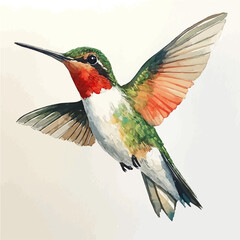 watercolor draw of Hummingbird, isolated on a white background. © skynora
