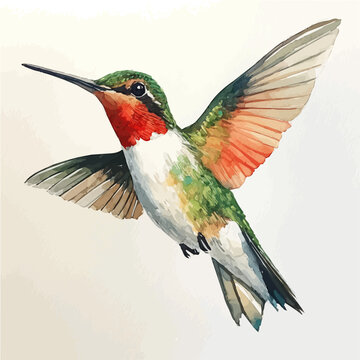 watercolor draw of Hummingbird, isolated on a white background.