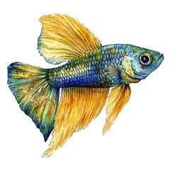 Fototapeta premium Guppy Fish, serene watercolor vector artwork with smooth washes of color and refined textures, isolated on a white background.