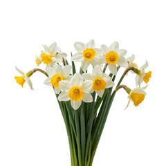 Obraz premium Yellow and White Flowers Are Arranged in a Simple Bunch for Display on a Clear Background