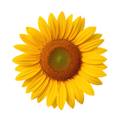 Obraz premium Bright Sunflower With Yellow Petals and a Brown Center in a Simple Arrangement