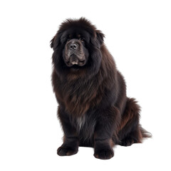 Fluffy Black Dog Sits Still and Looks Forward With Calm Expression
