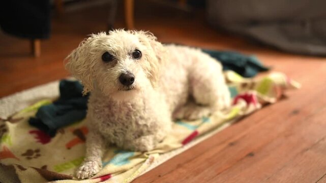 A wet white Bichon Frise dog lies on a towel after a bath while being brushed with a slicker tool by its owner on a wooden floor.