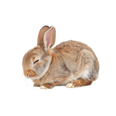 Obraz premium Cute Rabbit Resting Quietly on Soft Surface in a Bright Space During Daylight Hours