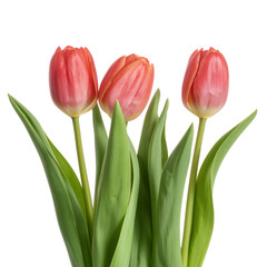 Naklejka premium Three Pink Tulips Standing Upright With Green Leaves in a Simple Arrangement