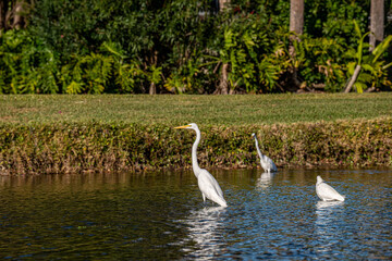 Snowy White Egret in the Pond
