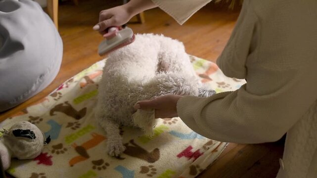 A woman brushes a wet white Bichon Frise dog with a slicker brush after a bath. The dog is lying on a patterned towel on a wooden floor.