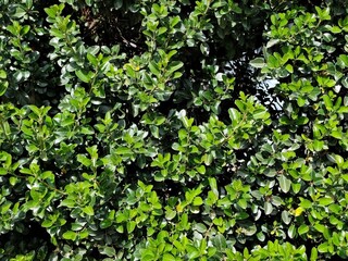 Fototapeta premium Mediterranean buckthorn: a species of flowering plant, its botanical name is Rhamnus alaternus.