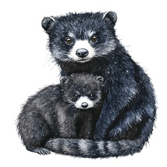 Obraz premium A Mother Binturong With Her Kid, delicate watercolor illustration vector with soft and elegant colors, isolated on a white background.