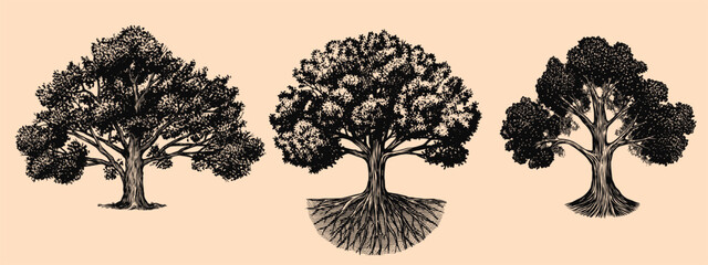 Fototapeta premium Collection of three Old oak tree drawings. Black and white hand drawn engraving as a symbol of home, steady and peace. Can be recognised as ash or walnut.