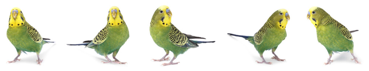 Obraz premium Budgie isolated on white, set. Green parrot