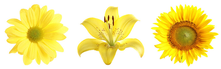 Fototapeta premium Different flowers of yellow color isolated on white, set