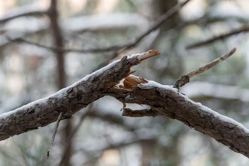 Close up of a broken tree branch covered in fresh white snow in a winter forest. Detailed texture of splintered wood and bark after a snowstorm. Natural winter damage in a quiet woodland. © Pat dream
