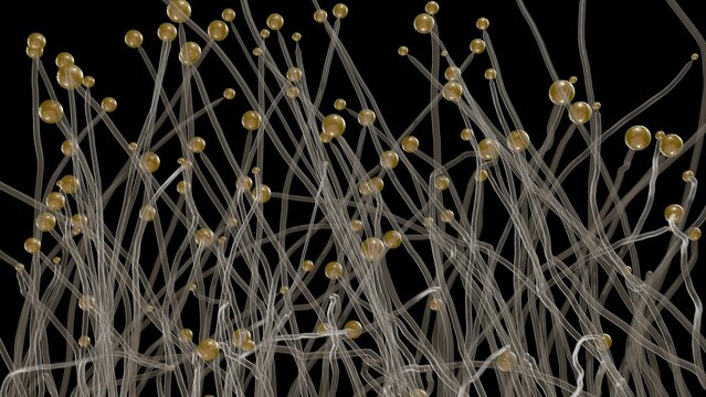 Transparent stylized representation of Cellular slime mold reproducing. Sporangiophores and sporangia of pin molds.  3d render illustration