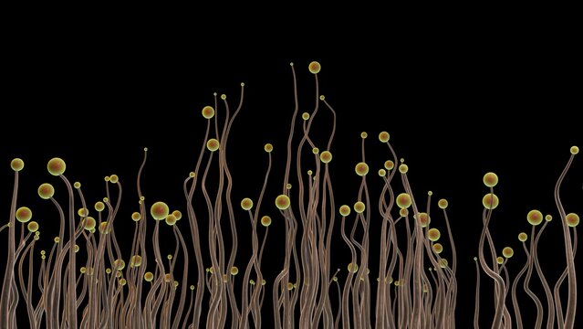 Stylized representation of Cellular slime mold reproducing (low density). Sporangiophores and sporangia of pin molds.  3d render illustration