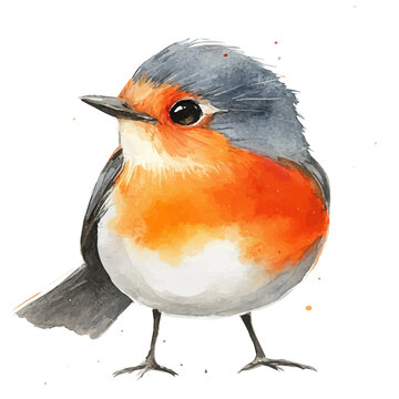 watercolor graphic of Robin illustration, isolated on a white background.