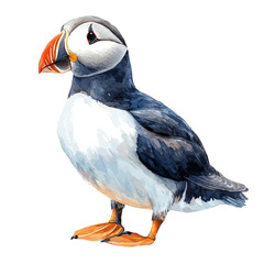 Puffin, soft and charming watercolor, isolated on a white background, delicate and elegant style.