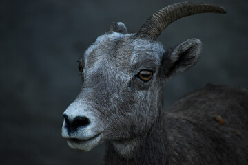 Obraz premium Close Up of a Big Horn Sheep
