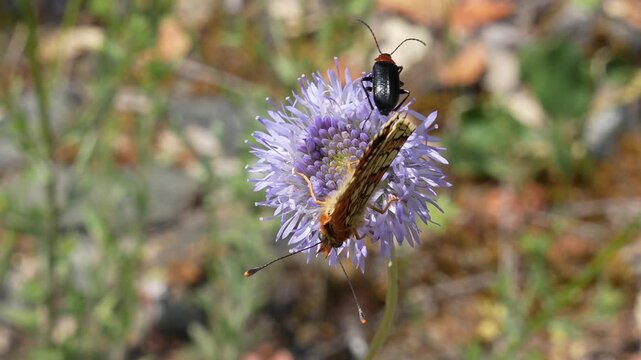 Melitaea parthenoides butterfly gracefully collecting nectar from a purple flower, sharing it with a small black beetle in a sunny meadow