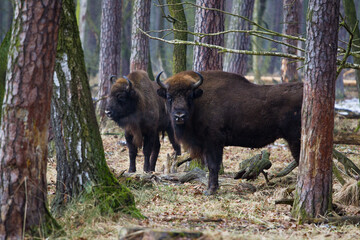 Rodzina żubrów na leśnej zimowej polanie w Pszczynie Jankowicach Polska © kubikactive