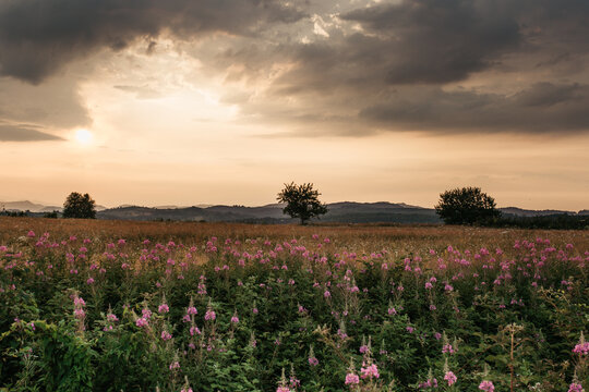 A picture of a vibrant flower field taken on a sunny yet gloomy day