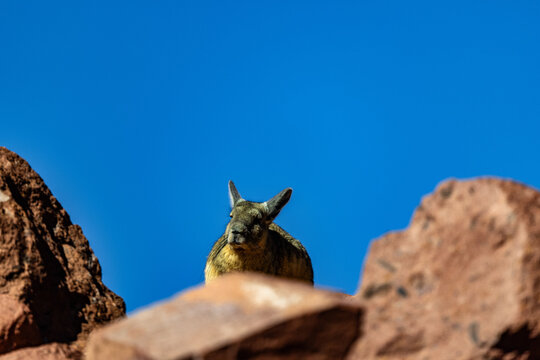 Andean viscacha on rocky desert landscape under clear blue sky, Atacama Desert Chile