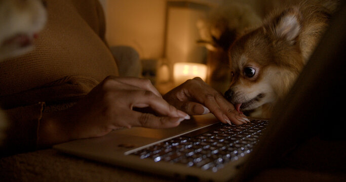 Woman working on a laptop with her pets around her.