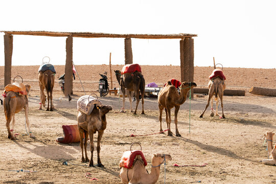 Camels Resting in Desert Camp
