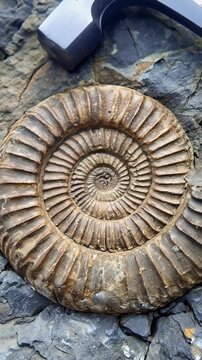 Ammonite fossil embedded in sedimentary rock with geological hammer. Close-up view of prehistoric cephalopod shell during field research. Panning and tilting camera movement.
