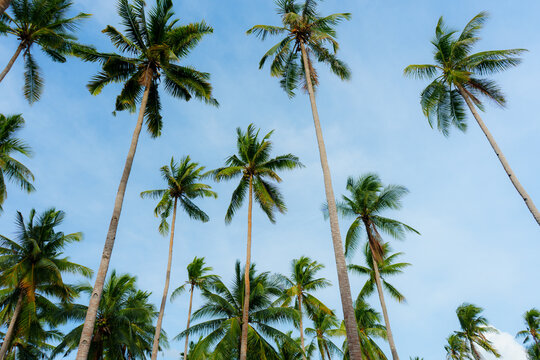 Low angle view of palm trees on the background of blue sky 