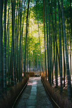 Sunlit bamboo forest in Japan 