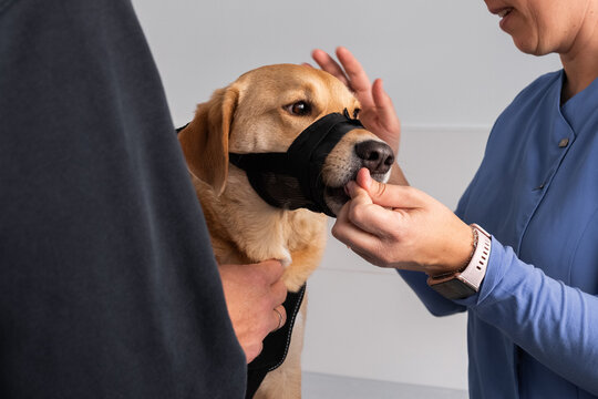 Veterinarian giving treat to a dog during appointment