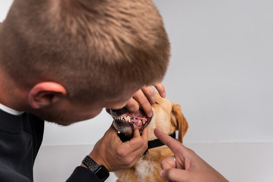 Vet Examining a Dog's Teeth in a Clinic With Attentive Owners