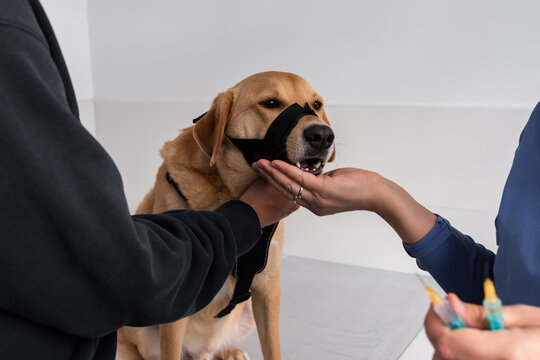 Dog getting treat during veterinary appointment 