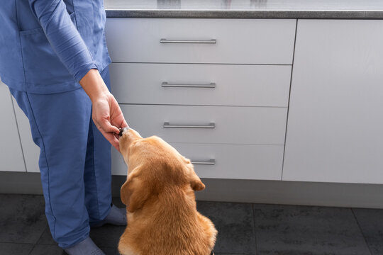 Dog Receiving a Treat from veterinarian 