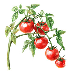 watercolor of Tomato Vine High Quality painting, isolated on a white background. © velora