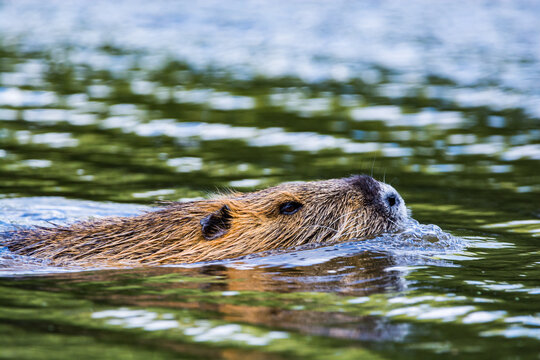 Myocastor coypus swimming in river Vltava in Prague, Czech republic