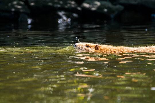 Golden Myocastor coypus swimming in river Vltava in Prague, Czech republic