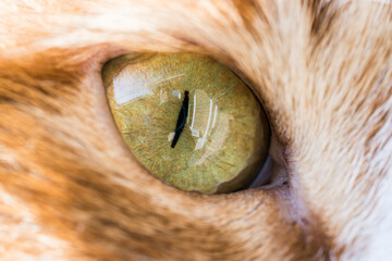 Detail of yellow eye of ginger white cat © marketanovakova