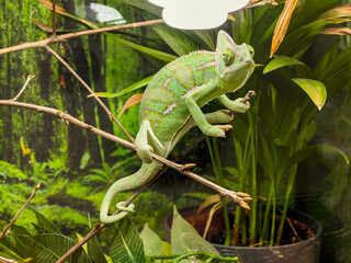 The veiled chameleon (Chamaeleo calyptratus) living in captivity © marketanovakova