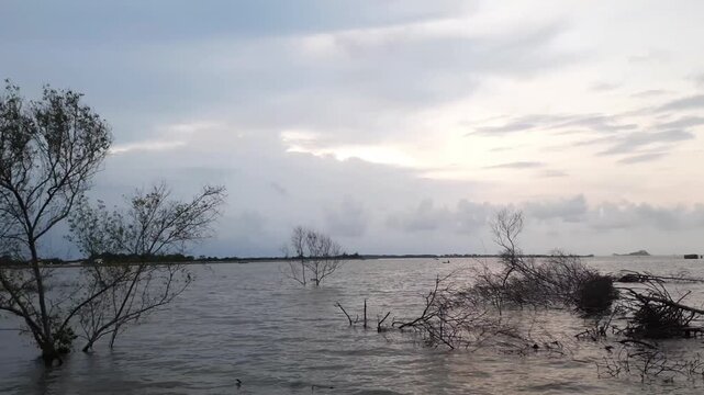 Mangrove trees have died due to flooding, productive ponds have turned into permanent pools of sea water, on the north coast of Pekalongan.