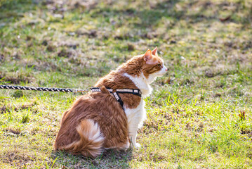 Ginger white long hair cat walking on leash © marketanovakova