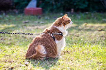 Ginger white long hair cat walking on leash © marketanovakova